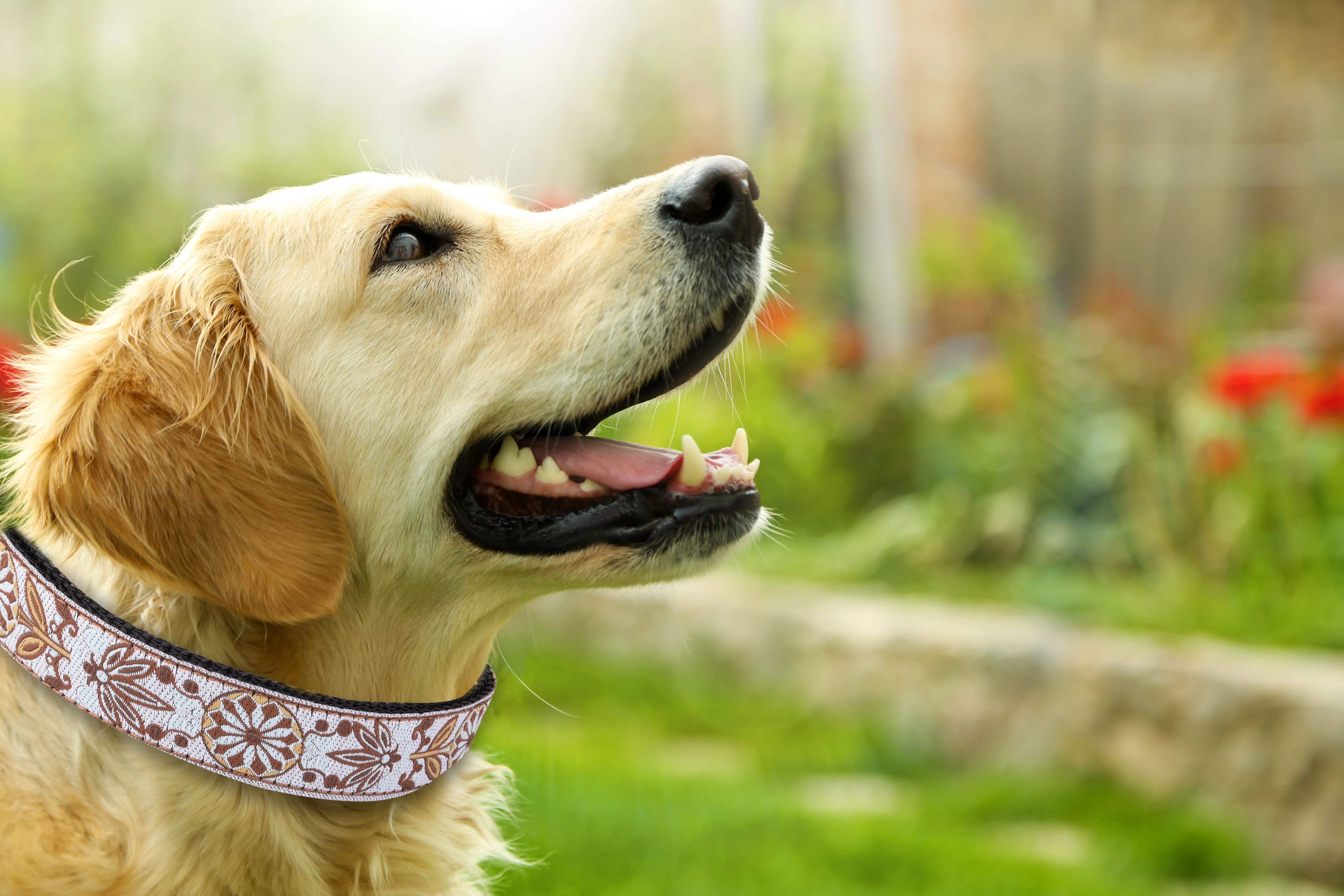 Boho Style Dog Collar - White Woven Boy and Girl Dog Collar - For puppies, medium and large dogs.