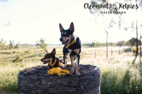 Dog Collar PVC 32mm x 70cm - Yellow
